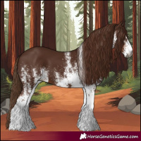 Horse Color:Gray White Spotted Chestnut