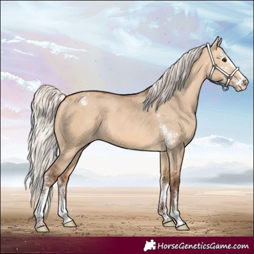 Horse Color:Silver Bay Dun Sabino Appaloosa