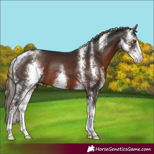 Horse Color:Liver Chestnut Sabino Appaloosa