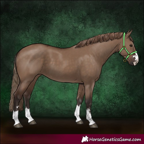 Horse Color:Liver Red Dun 