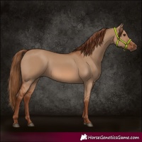 Horse Color:Red Dun 