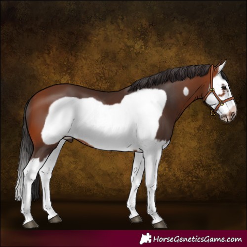 Horse Color:Bay Splash Frame 