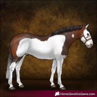 Horse Color:Bay Splash Frame 