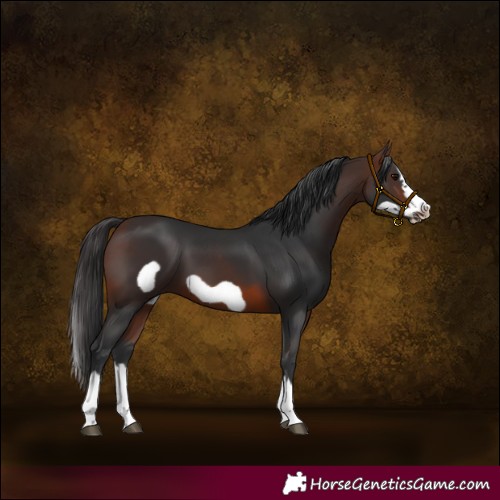 Horse Color:Brown Splash Frame 
