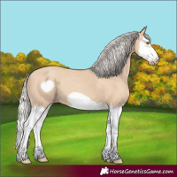 Horse Color:Silver Classic Champagne Dun Splash Frame