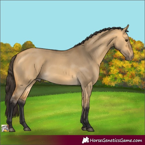 Horse Color:Buckskin Dun 