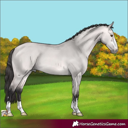 Horse Color:Platinum Buckskin Dun 