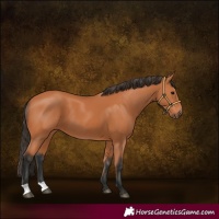 Horse Color:Bay 