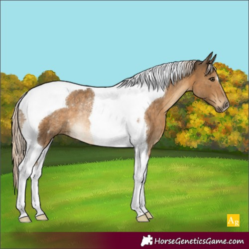Horse Color:Chocolate Palomino Tobiano Rabicano 