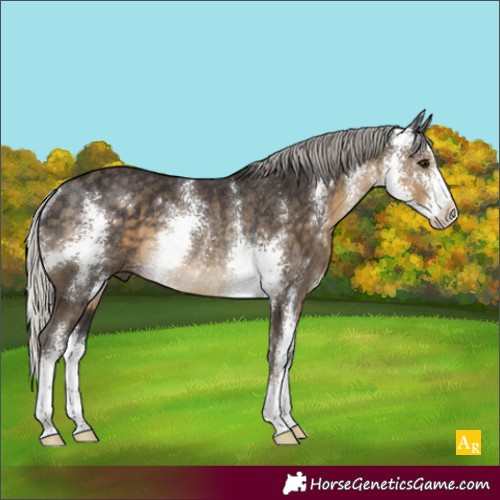 Horse Color:Silver Smoky Black Sabino Rabicano
