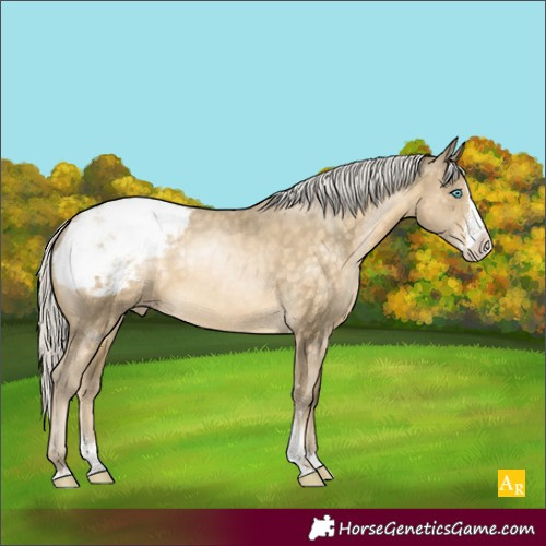 Horse Color:Silver Buckskin Pearl Sabino Splash Appaloosa 