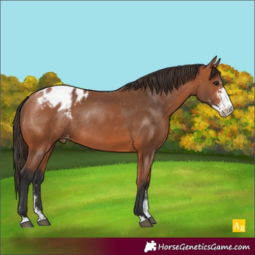 Horse Color:Bay Sabino Appaloosa Rabicano