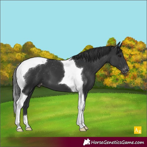 Horse Color:Black Tobiano Appaloosa