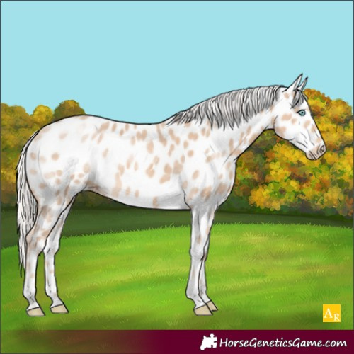 Horse Color:Silver Perlino Appaloosa 