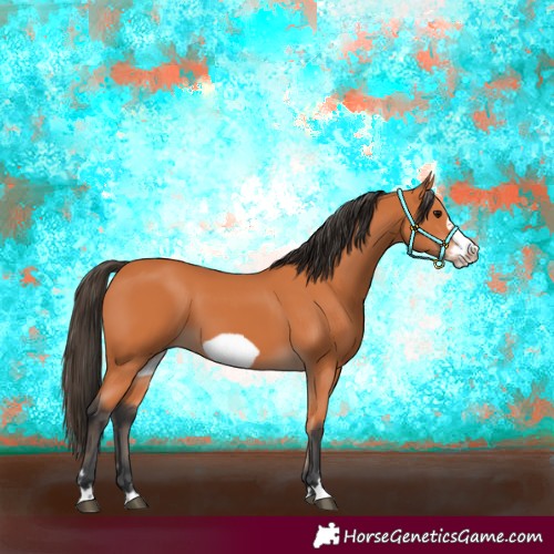 Horse Color:Bay Frame 