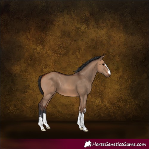 Horse Color:Bay Dun 