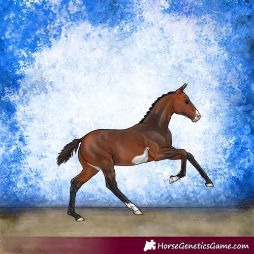 Horse Color:Bay Frame 