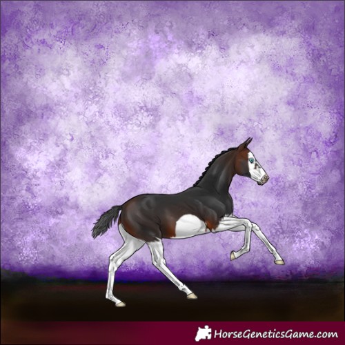 Horse Color:Brown Splash Frame 