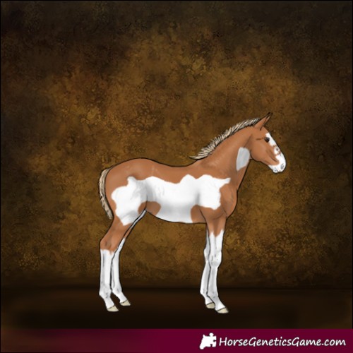 Horse Color:Chestnut Splash Frame 