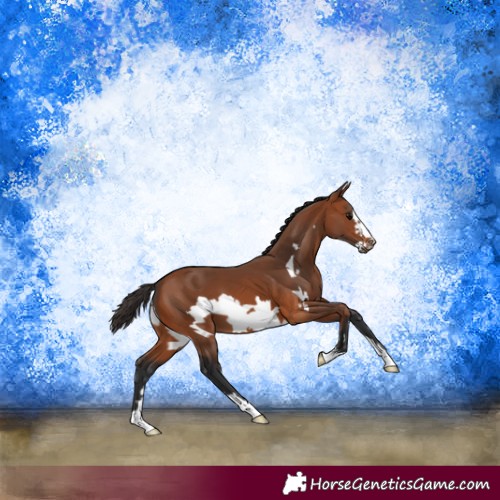 Horse Color:Bay Frame 