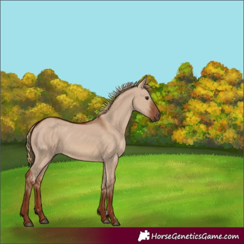 Horse Color:Red Dun 