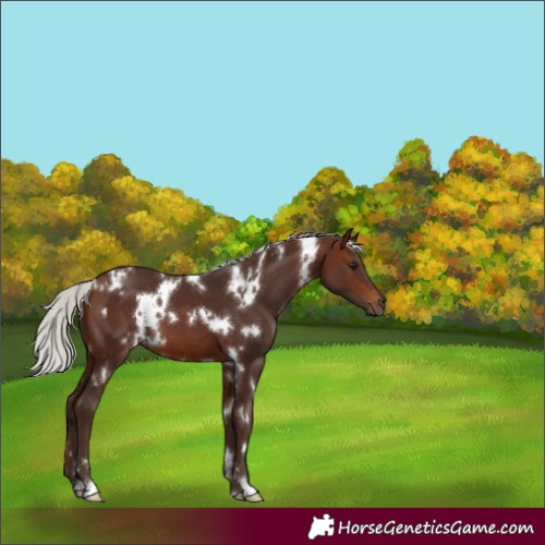 Horse Color:White Spotted Silver Brown 