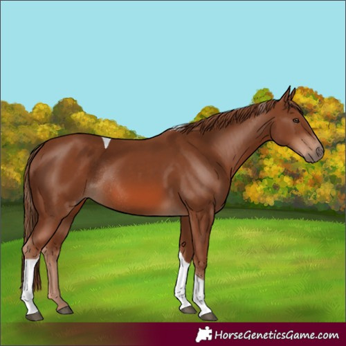 Horse Color:Chestnut Tobiano Rabicano 