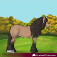Horse Color:Bay Dun 