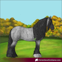 Horse Color:Blue Roan