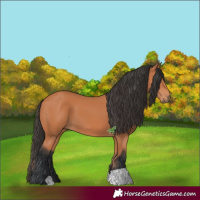 Horse Color:Bay 