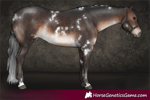 Horse Color:White Spotted Brown Rabicano