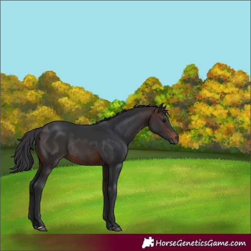 Horse Color:Brown Rabicano 