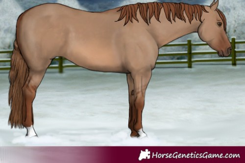 Horse Color:Red Dun