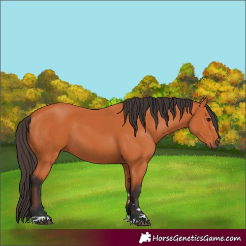 Horse Color:Bay 