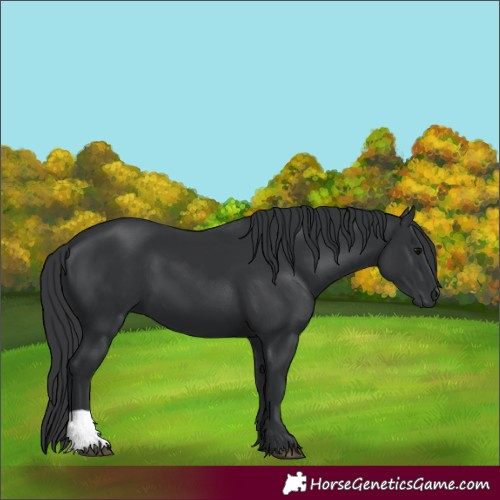 Horse Color:Black 