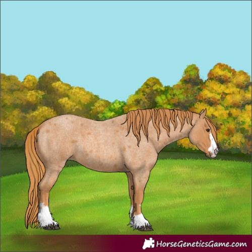 Horse Color:Red Roan