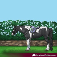 Horse Color:Black Tobiano 