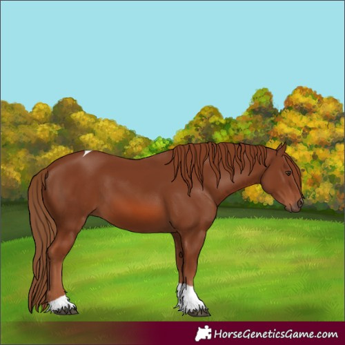 Horse Color:Chestnut Tobiano 