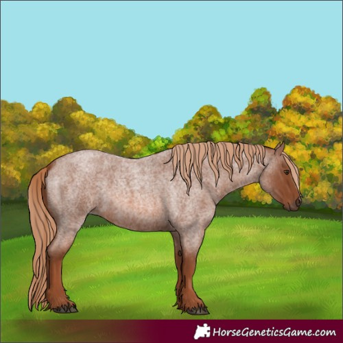 Horse Color:Red Roan 