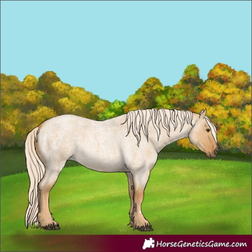 Horse Color:Palomino Roan Dun 