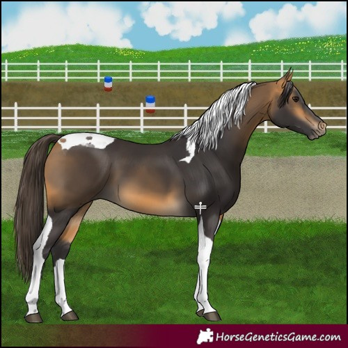 Horse Color:Buckskin Tobiano