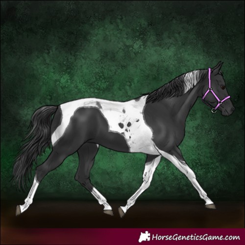 Horse Color:Black Tobiano 
