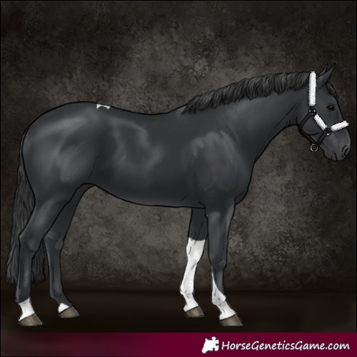Horse Color:Black Tobiano 