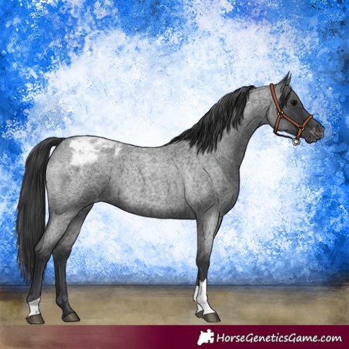 Horse Color:Blue Roan Tobiano Appaloosa 