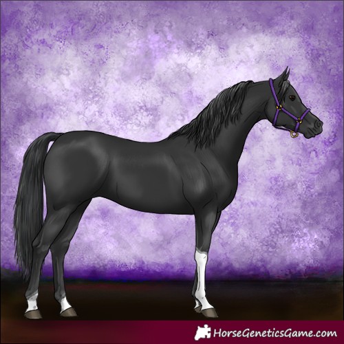 Horse Color:Black Tobiano 