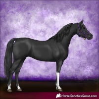 Horse Color:Black Tobiano 
