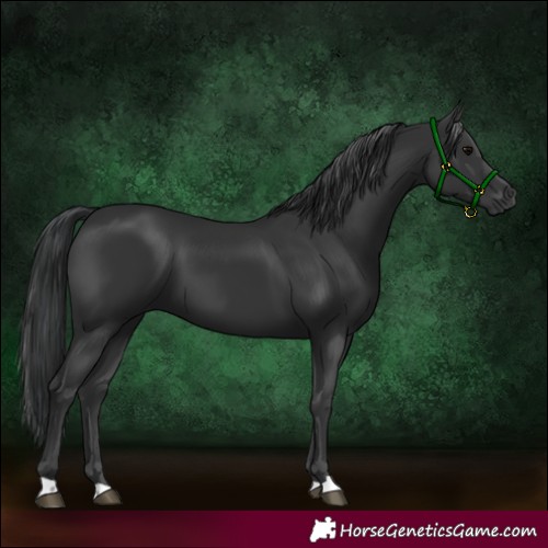 Horse Color:Black 