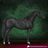 Horse Color:Black 