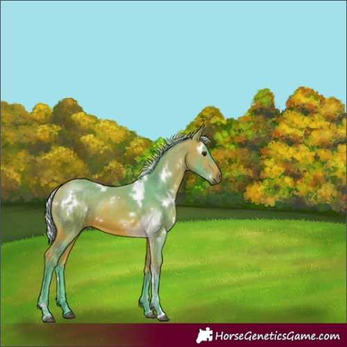 Horse Color:Watercolor White Spotted Silver Bay 