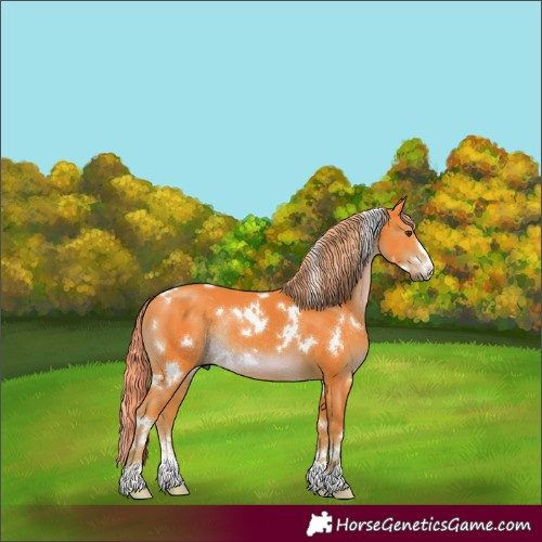 Horse Color:Watercolor White Spotted Liver Chestnut Rabicano